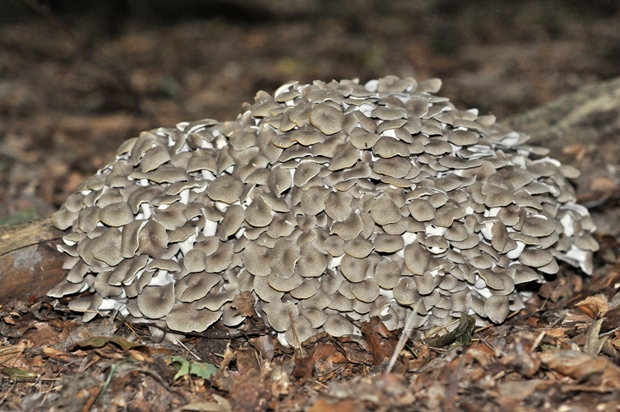 trúdnik klobúčkatý Polyporus umbellatus (Pers.) Fr.