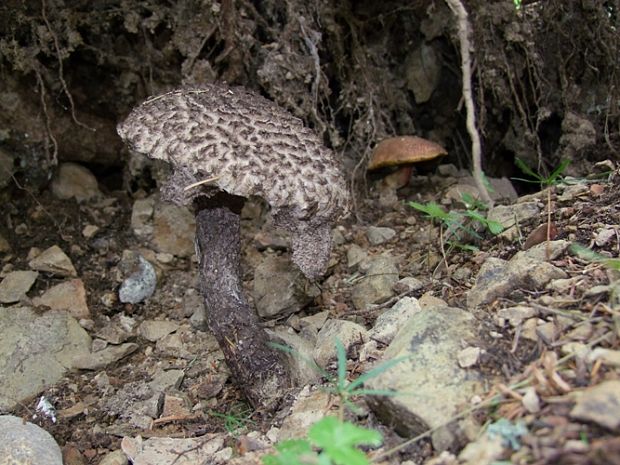 šiškovec šupinatý Strobilomyces strobilaceus (Scop.) Berk.