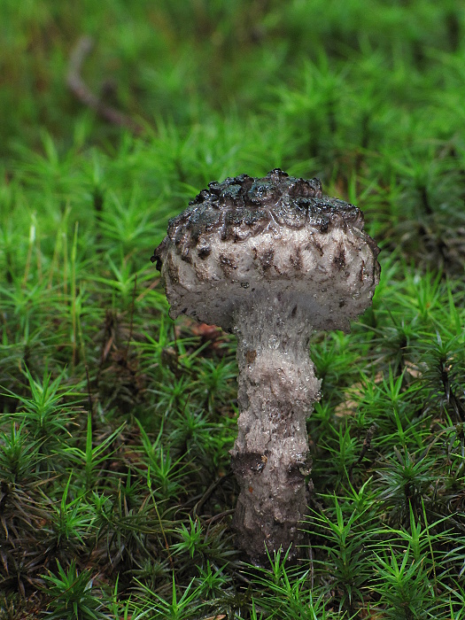 šiškovec šupinatý Strobilomyces strobilaceus (Scop.) Berk.