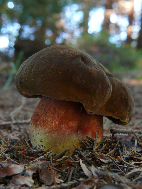 hríb zrnitohlúbikový Sutorius luridiformis (Rostk.) G. Wu & Zhu L. Yang