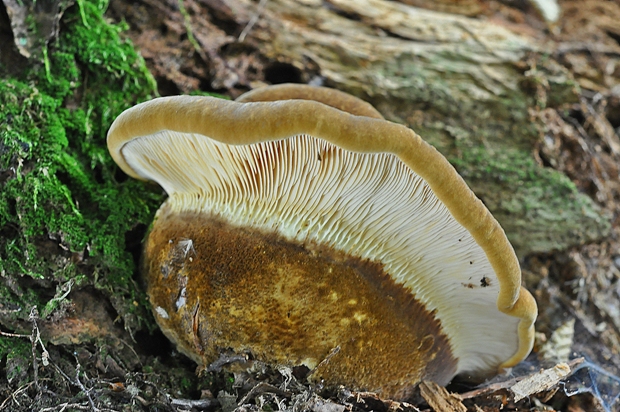 čechračka tmavohlúbiková Tapinella atrotomentosa (Batsch) Šutara