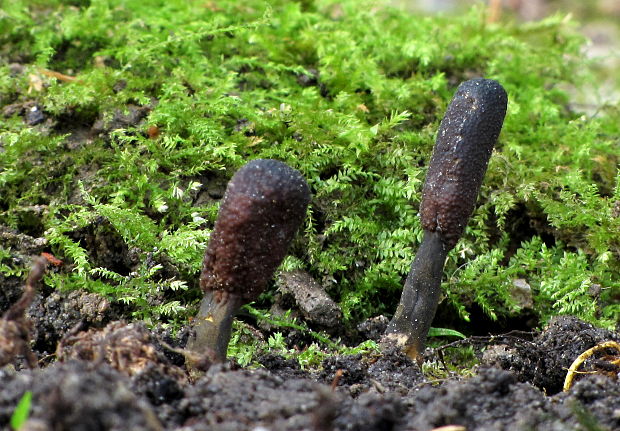 žezlovka srnková Tolypocladium ophioglossoides (J.F. Gmel.) Quandt, Kepler & Spatafora