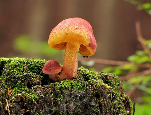 čírovec červenožltý Tricholomopsis rutilans (Schaeff.) Singer