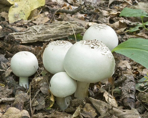 pečiarka Agaricus sp.