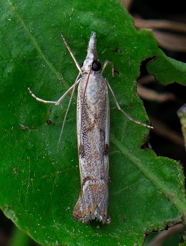 trávovec suchomilný Agriphila geniculea