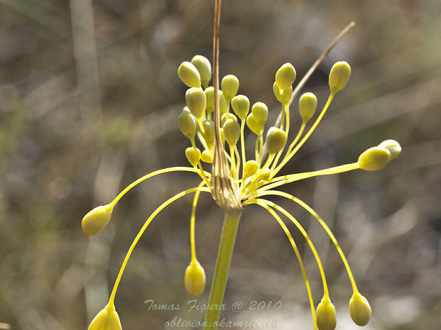 cesnak žltý Allium flavum L.