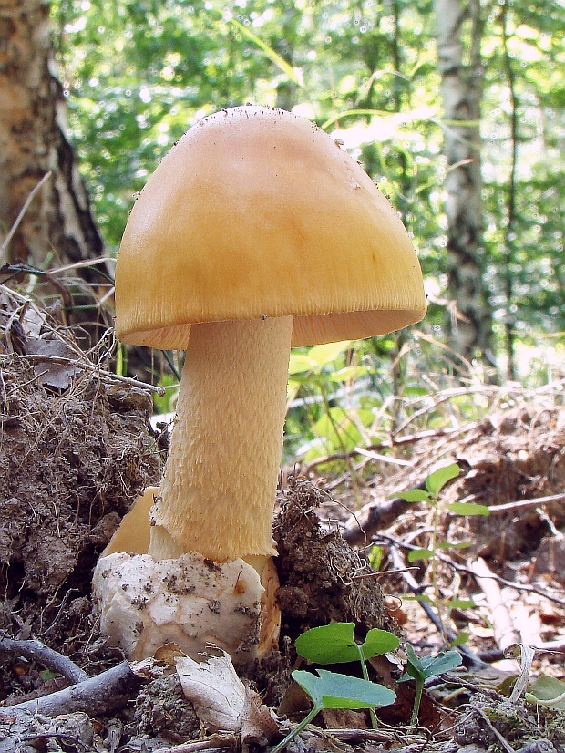 muchotrávka oranžová Amanita crocea (Quél.) Singer