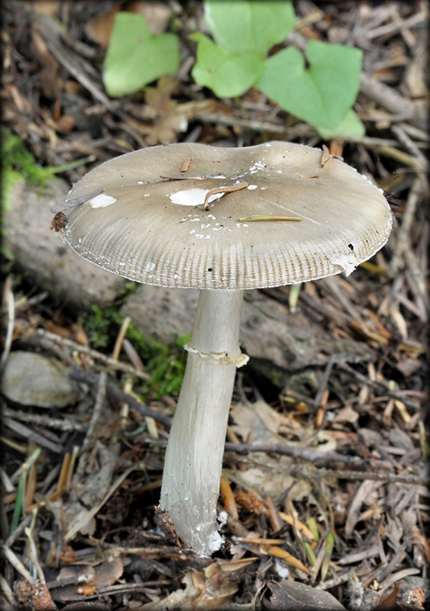 muchotrávka hrubá Amanita excelsa (Fr.) Bertill.