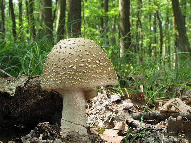 muchotrávka červenkastá Amanita rubescens Pers.