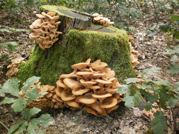 podpňovka bezprsteňová Armillaria socialis (DC.) Fayod