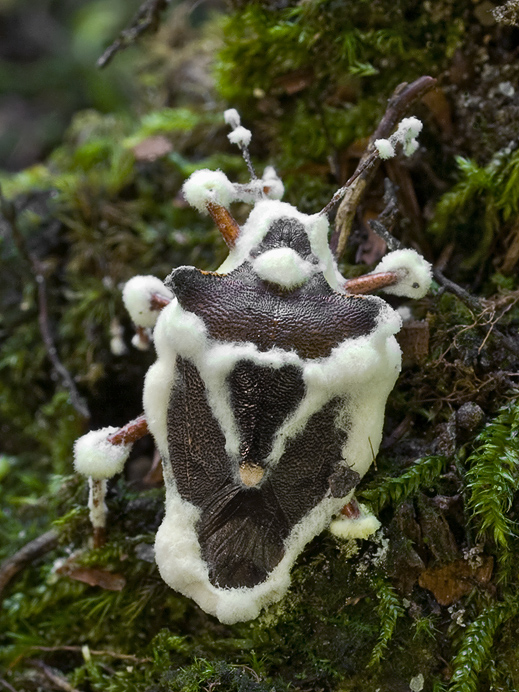 bovéria Bassova Beauveria bassiana (Bals.-Criv.) Vuill.