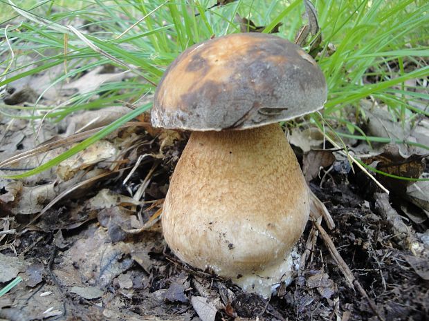 hríb bronzový Boletus aereus Bull. ex Fr.