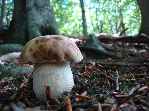 hríb smrekový Boletus edulis Bull.