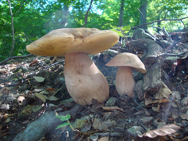 hríb smrekový Boletus edulis Bull.