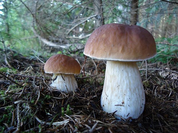 hríb smrekový Boletus edulis Bull.