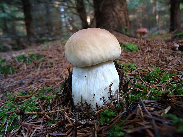 hríb smrekový Boletus edulis Bull.