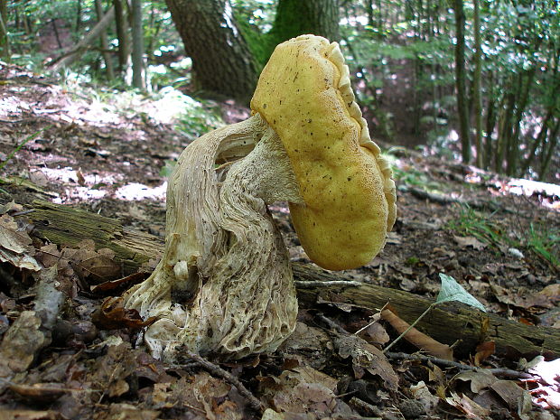 hríb smrekový Boletus edulis Bull.