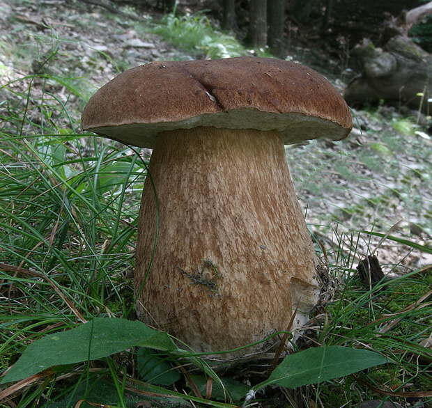 hríb dubový Boletus reticulatus Schaeff.