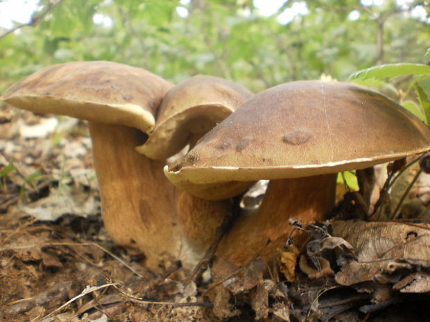 hríb dubový Boletus reticulatus Schaeff.