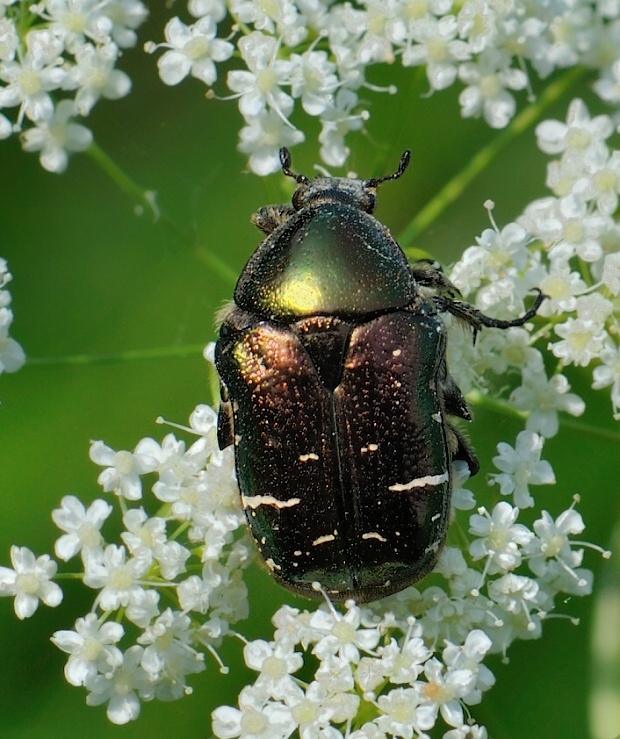 zlatoň obyčajný Cetonia aurata