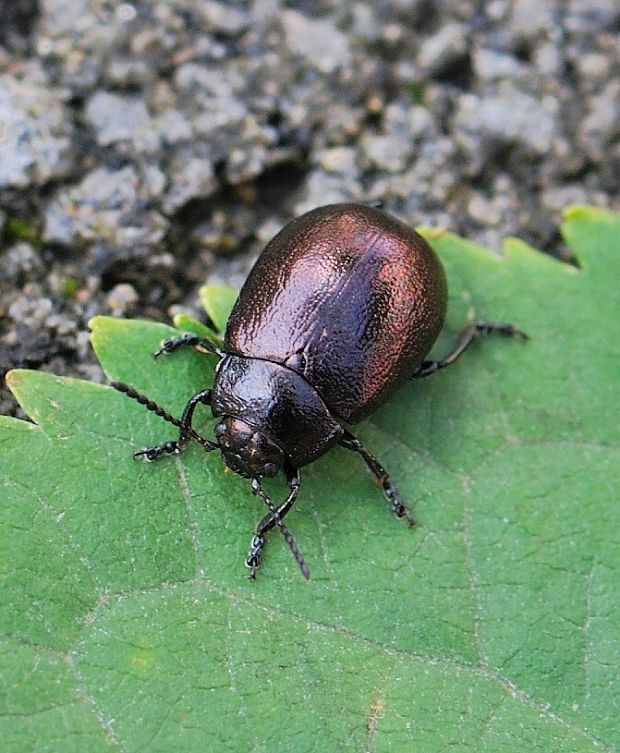 liskavka Chrysolina eurina