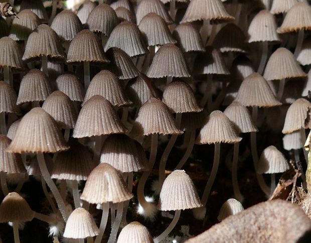 hnojník rozsiaty Coprinellus disseminatus (Pers.) J.E. Lange