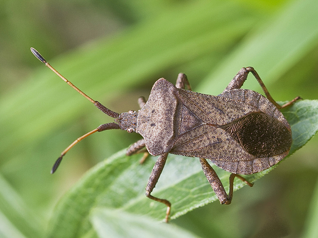 obrúbnica štiavová  Coreus marginatus