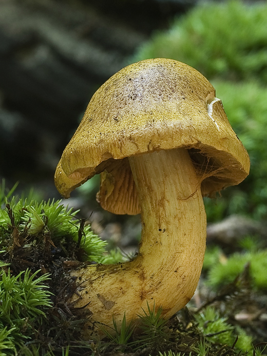 pavučinovec Cortinarius sp.