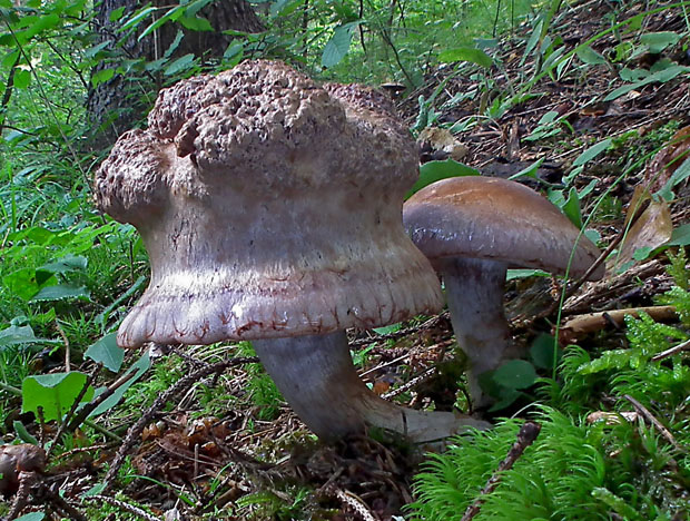 pavučinovec Cortinarius sp.