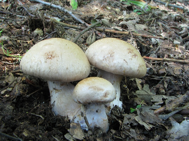 pavučinovec Cortinarius sp.