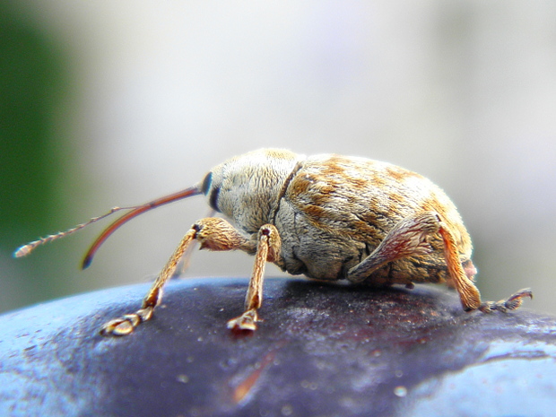 nosánik Curculio venosus