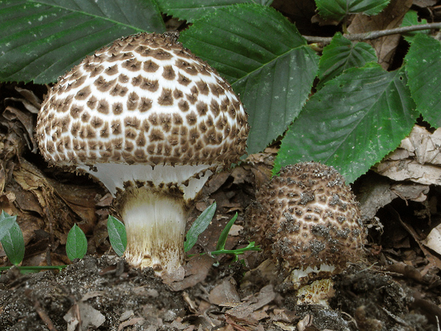 bedlička ostrošupinatá Echinoderma asperum (Pers.) Bon