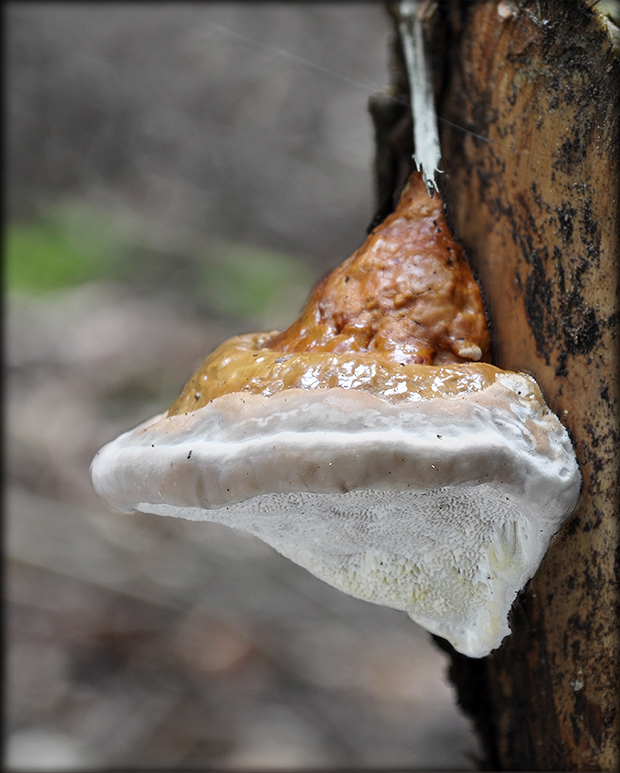 práchnovček pásikavý Fomitopsis pinicola (Sw.) P. Karst.