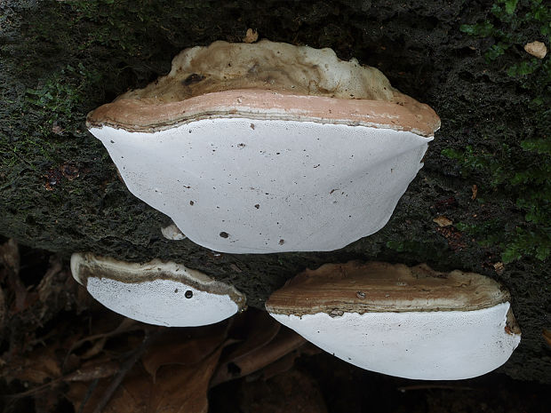 lesklokôrovka plochá Ganoderma applanatum (Pers.) Pat.