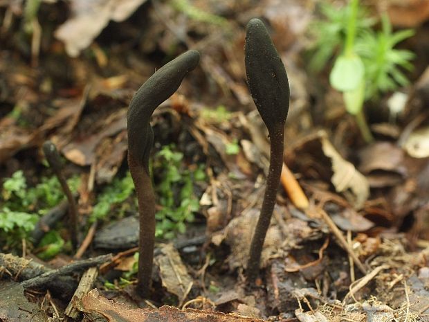 jazýček Geoglossum sp.