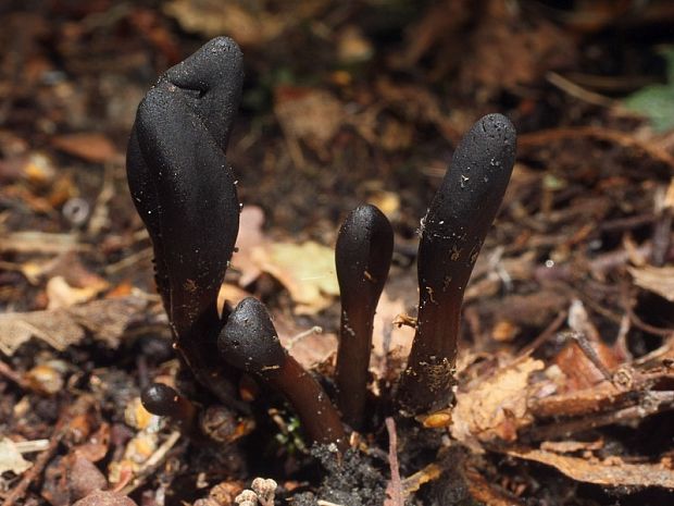 jazýček Glutinoglossum glutinosum (Pers.) Hustad, A.N. Mill, Dentinger & P.F. Cannon