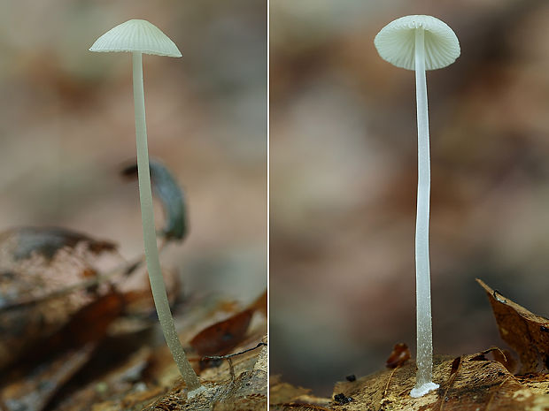 prilbovec Hemimycena sp.