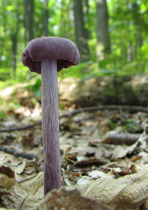 lakovka ametystová Laccaria amethystina (Huds.) Cooke