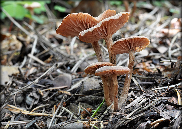 lakovka obyčajná Laccaria laccata (Scop.) Cooke