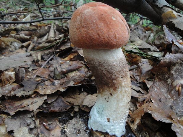 kozák dubový Leccinum aurantiacum (Bull.) Gray