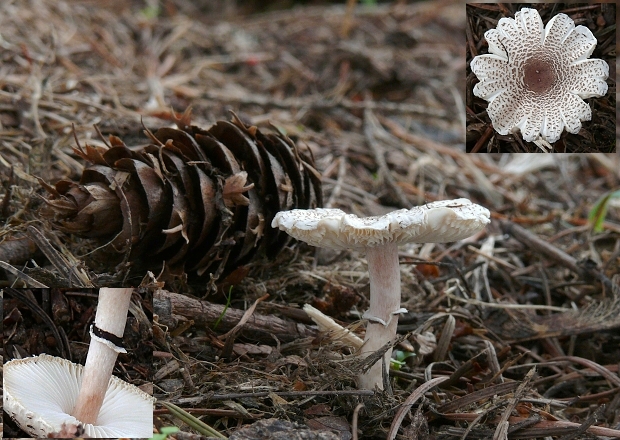 bedlička Lepiota sp.