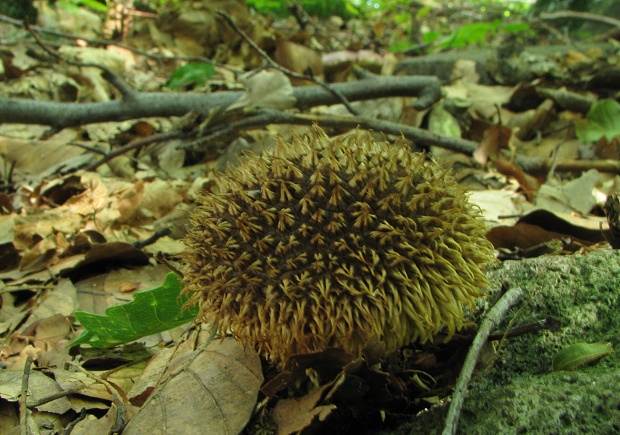 prášnica pichliačová Lycoperdon echinatum Pers.