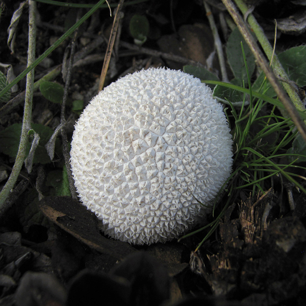 prášnica Lycoperdon sp.