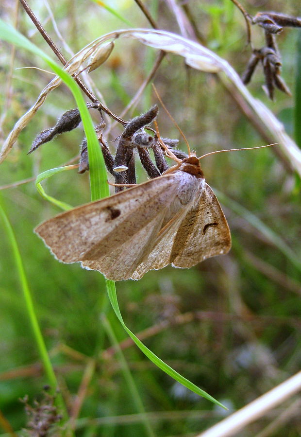 morica kozincová Lygephila pastinum, Treitschke, 1826