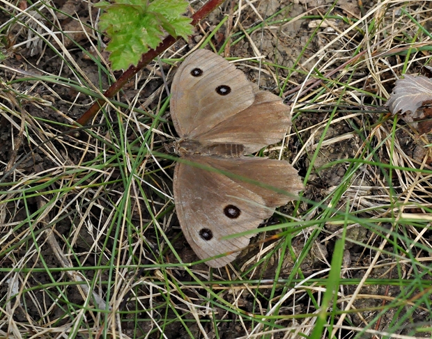 očkáň ovsíkový Minois dryas