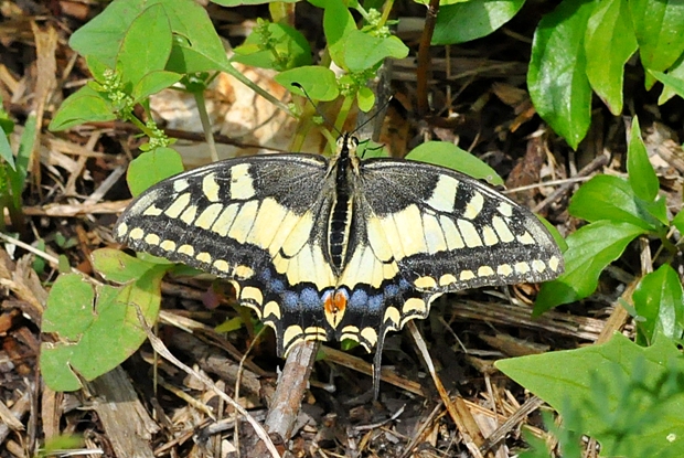 vidlochvost feniklový Papilio machaon