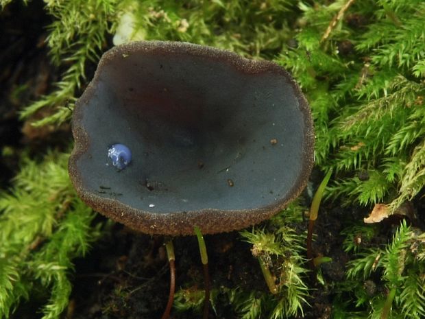 čiaška tmavomodrá Peziza saniosa Schrad.