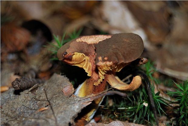 lupeňopórovec červenožltý Phylloporus rhodoxanthus (Schwein.) Bres.