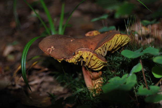 lupeňopórovec červenožltý Phylloporus rhodoxanthus (Schwein.) Bres.