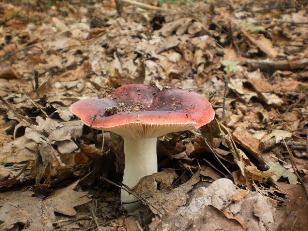 plávka tmavočervená Russula cf. atrorubens